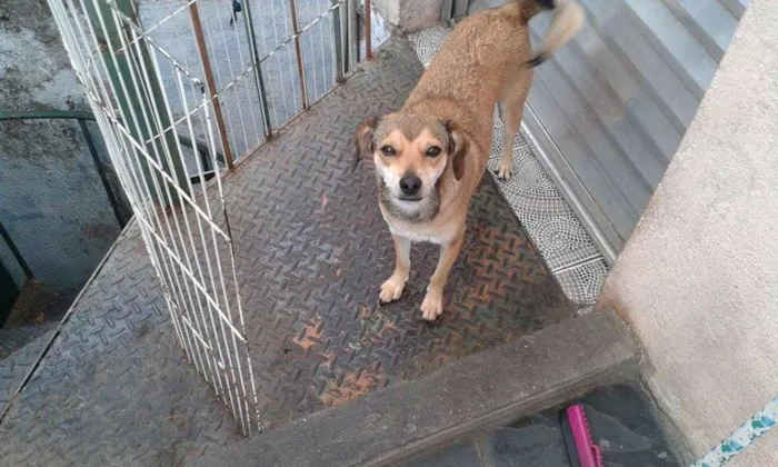 Cachorro ra a SRD idade 2 anos nome Tonya