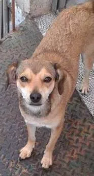 Cachorro raça SRD idade 2 anos nome Tonya