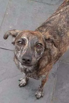 Cachorro ra a SRD idade 2 anos nome Tasha