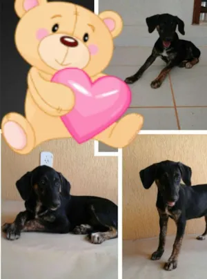 Cachorro raça SRD idade 2 a 6 meses nome Sem nome