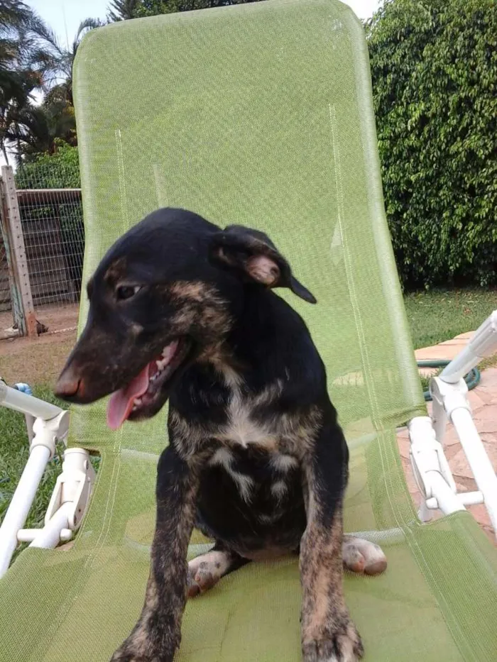 Cachorro ra a SRD idade 2 a 6 meses nome Sem nome