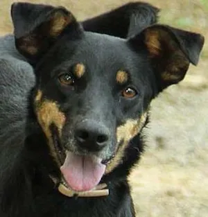 Cachorro raça SRD idade 6 ou mais anos nome ABIGAIL - Doce menina!
