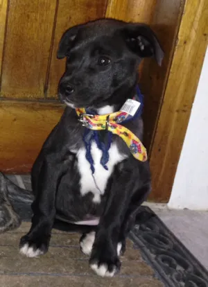 Cachorro raça SRD idade 7 a 11 meses nome Penny Lane (fêmea);