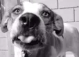 BOX - Uma gracinha!