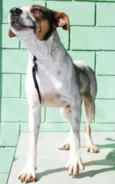 BOX - Uma gracinha!