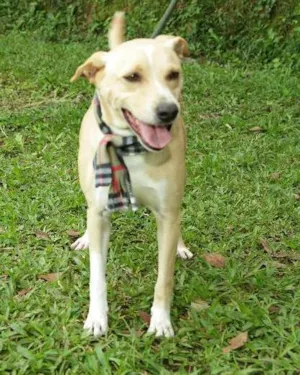 Cachorro raça SRD idade 6 ou mais anos nome BAMBAM!