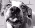 BOX - Uma gracinha!