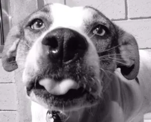 Cachorro raça SRD idade 6 ou mais anos nome BOX - Uma gracinha!