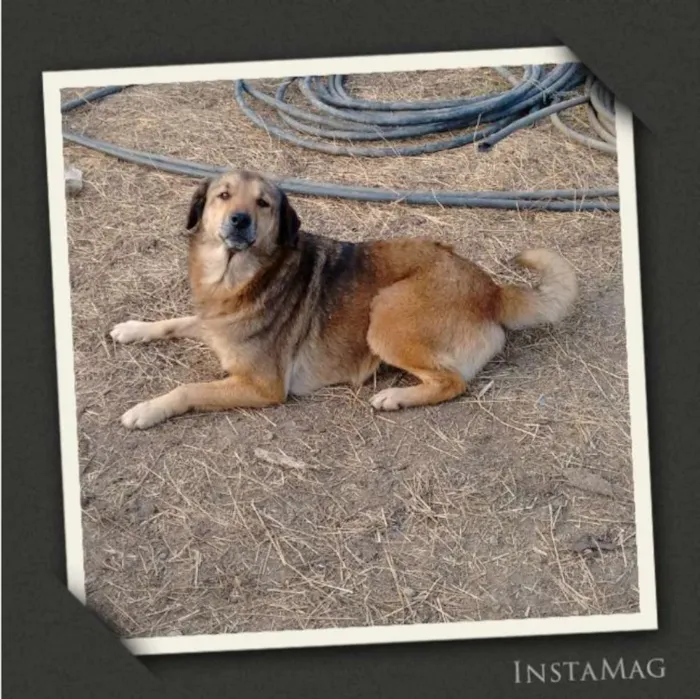 Cachorro ra a SRD idade 4 anos nome Jasmim