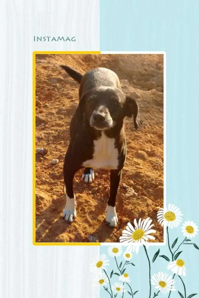 Cachorro ra a sr idade 3 anos nome Cy