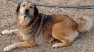 Cachorro raça SRD idade 4 anos nome Jasmim