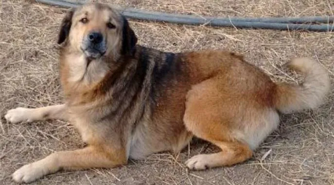 Cachorro ra a SRD idade 4 anos nome Jasmim