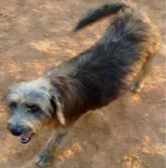 Cachorro ra a SRD idade 4 anos nome Sissy