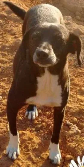 Cachorro raça sr idade 3 anos nome Cy