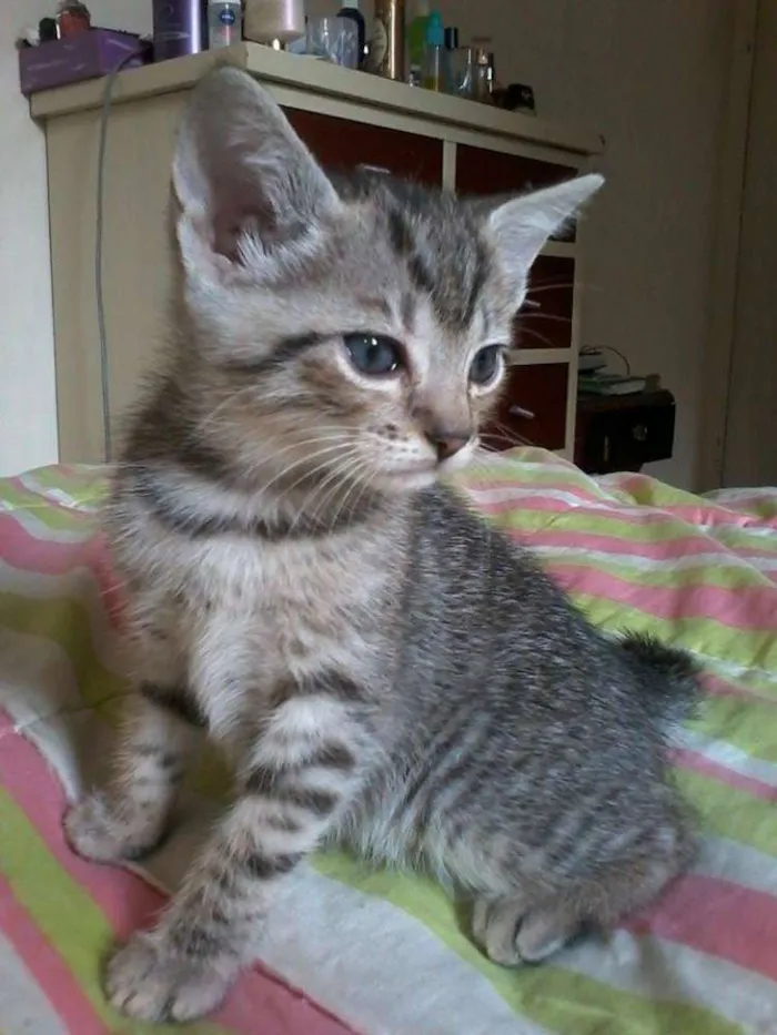 Gato ra a  idade Abaixo de 2 meses nome Tigresa