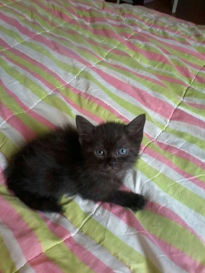 Gato ra a  idade Abaixo de 2 meses nome Bombom