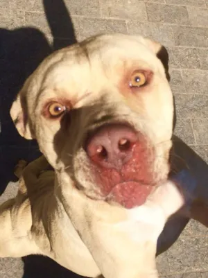 Cachorro raça Pit-Bull idade 2 anos nome Theo