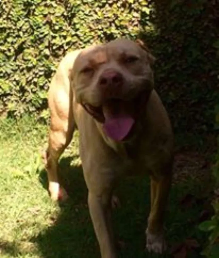 Cachorro ra a Pit-Bull idade 2 anos nome Theo