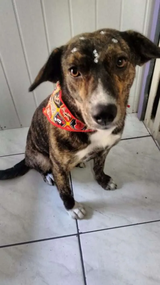 Cachorro ra a SRD idade 1 ano nome Vanilla