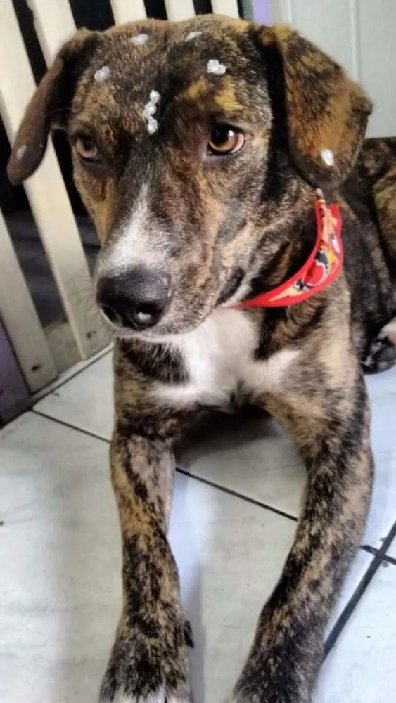 Cachorro ra a SRD idade 1 ano nome Vanilla