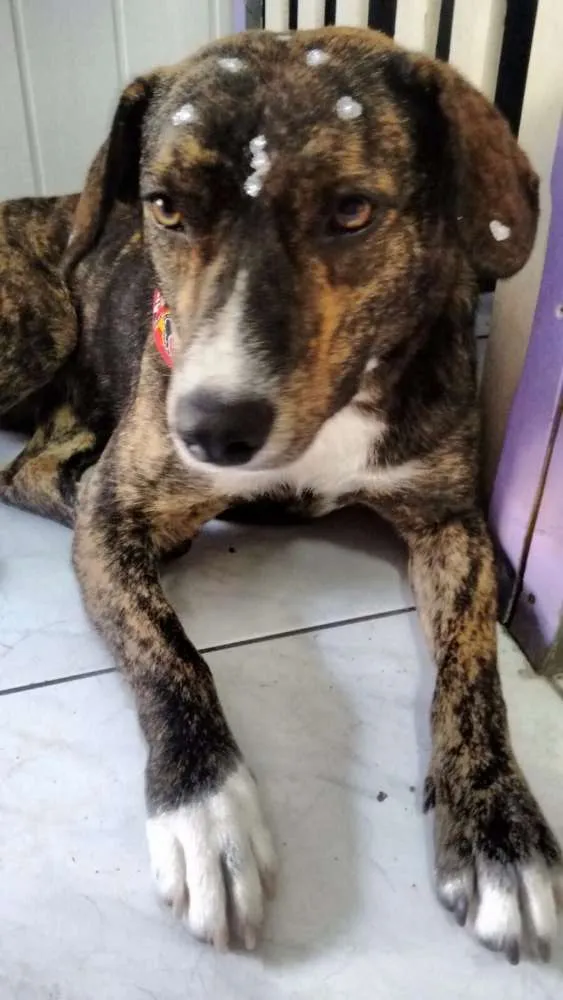 Cachorro ra a SRD idade 1 ano nome Vanilla
