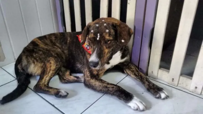 Cachorro ra a SRD idade 1 ano nome Vanilla