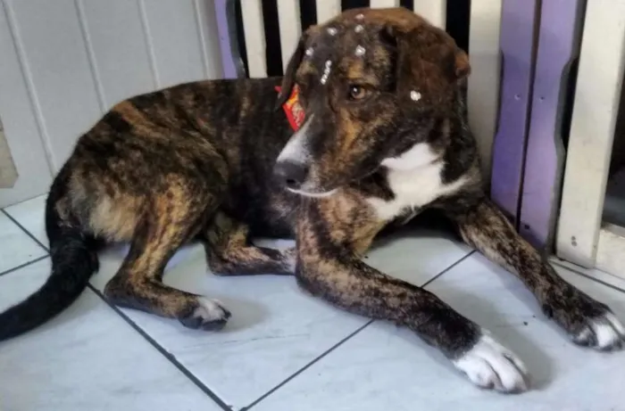 Cachorro ra a SRD idade 1 ano nome Vanilla