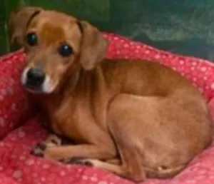 Cachorro raça SRD idade 5 anos nome BUD