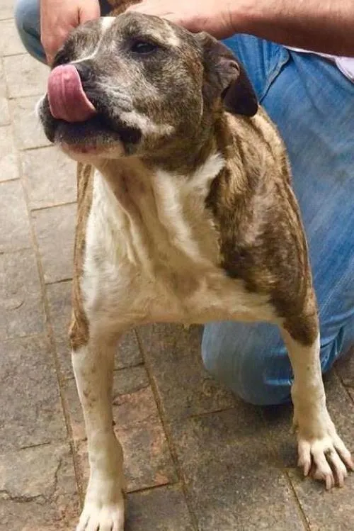 Cachorro ra a Pit-Bull idade 6 ou mais anos nome GABRIEL