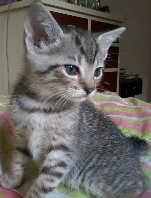 Gato ra a  idade Abaixo de 2 meses nome Tigresa