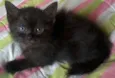 Bombom