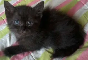 Gato raça  idade Abaixo de 2 meses nome Bombom