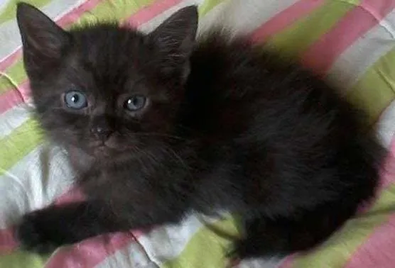 Gato ra a  idade Abaixo de 2 meses nome Bombom