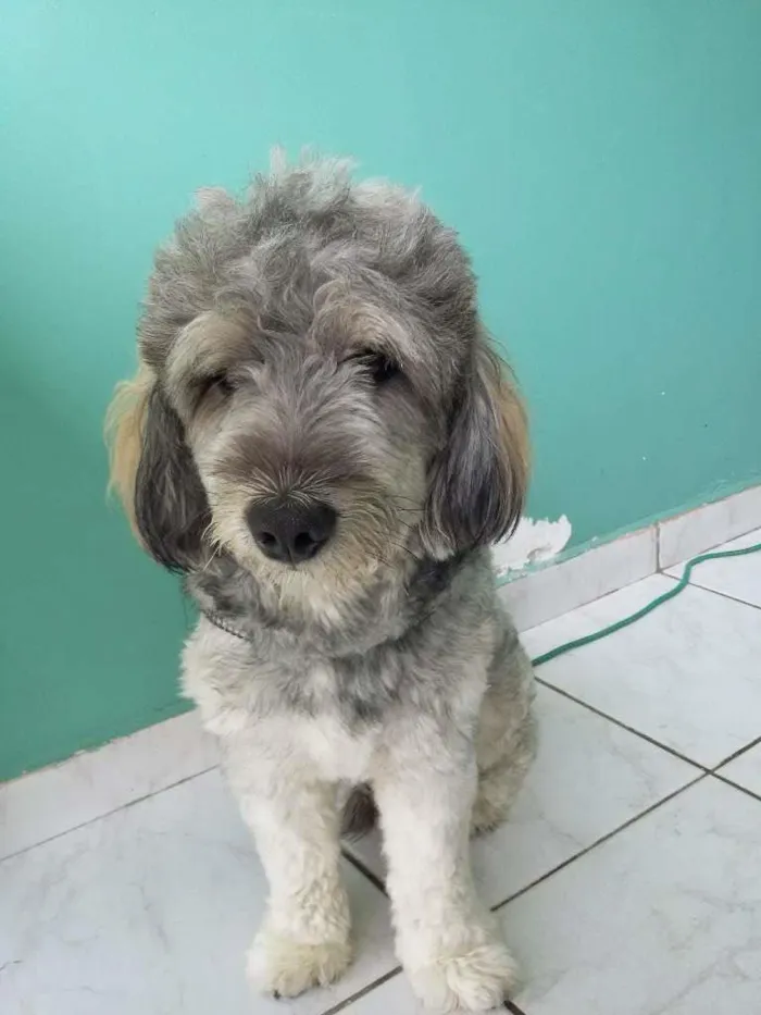 Cachorro raça pudle  idade  nome Marlley 