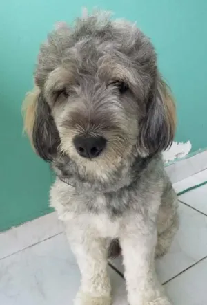 Cachorro raça pudle  idade  nome Marlley 