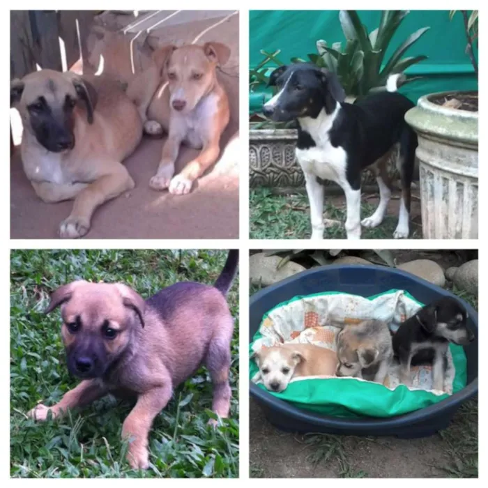 Cachorro ra a Diversas idade  nome Vários Cães