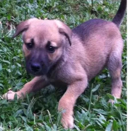 Cachorro ra a Diversas idade  nome Vários Cães