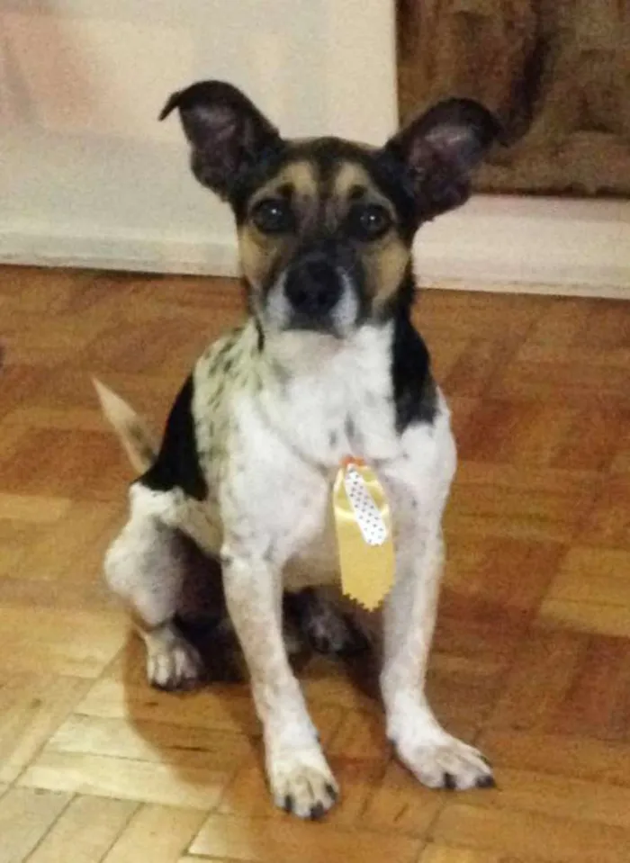 Cachorro raça SRD idade 2 anos nome Bacon