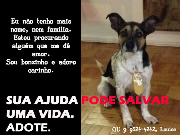 Cachorro raça SRD idade 2 anos nome Bacon