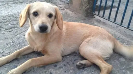 Cachorro ra a Não sei idade 7 a 11 meses nome Não sei