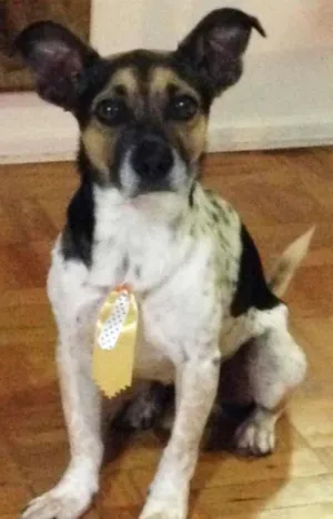Cachorro raça SRD idade 2 anos nome Bacon