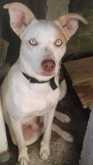 Cachorro raça mistiso  idade 7 a 11 meses nome beethoven