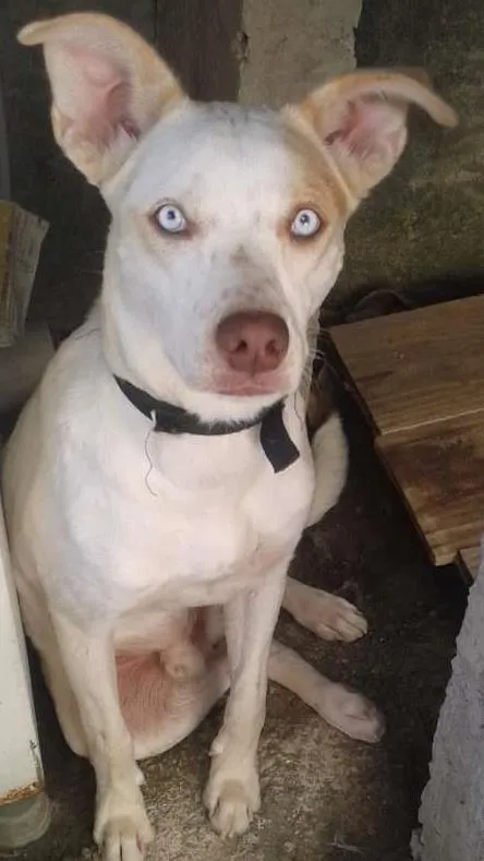 Cachorro ra a mistiso  idade 7 a 11 meses nome beethoven