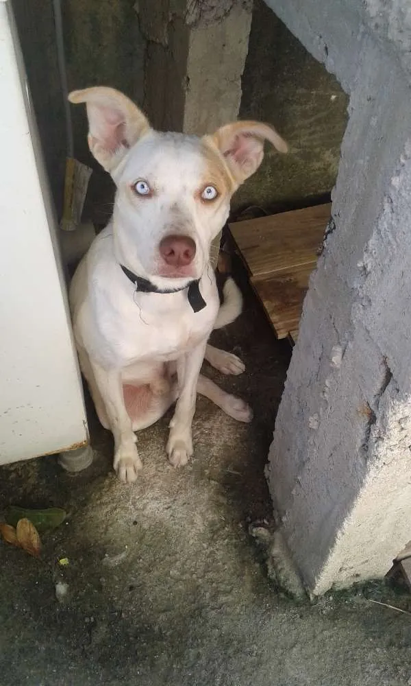 Cachorro ra a mistiso  idade 7 a 11 meses nome beethoven
