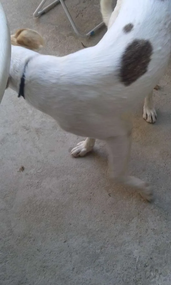 Cachorro ra a mistiso  idade 7 a 11 meses nome beethoven