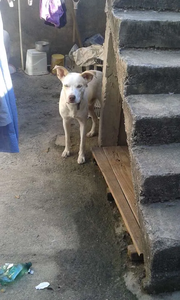 Cachorro ra a mistiso  idade 7 a 11 meses nome beethoven