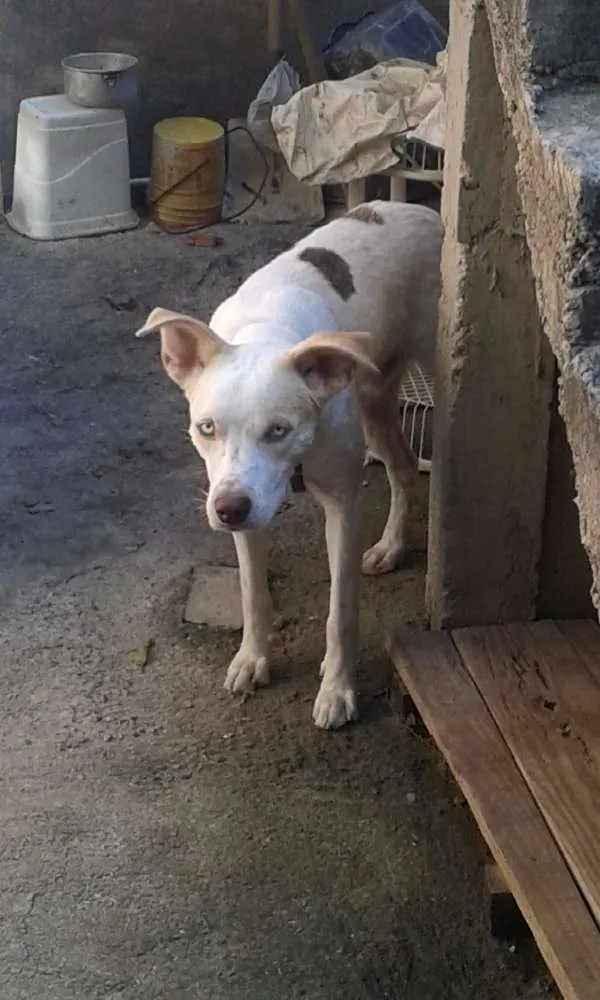 Cachorro ra a mistiso  idade 7 a 11 meses nome beethoven