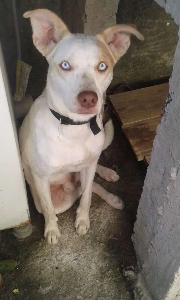 Cachorro ra a mistiso  idade 7 a 11 meses nome beethoven