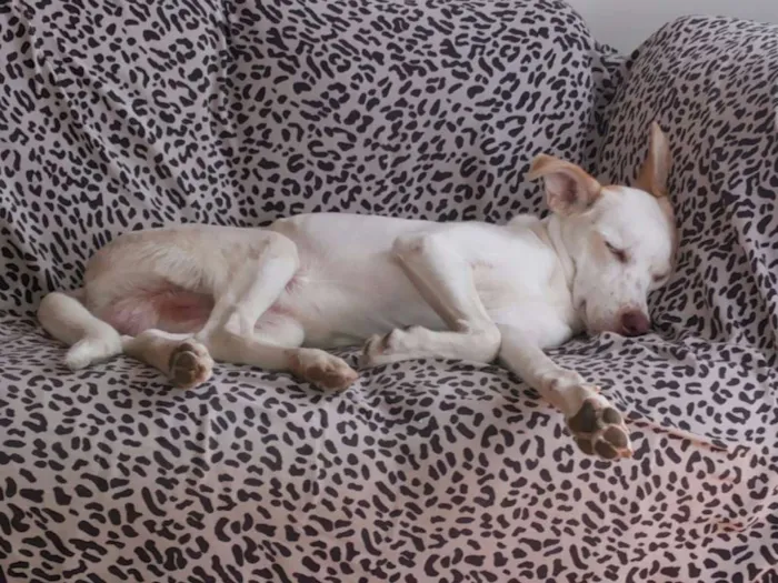 Cachorro ra a mistiso  idade 7 a 11 meses nome beethoven