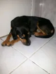 bonita